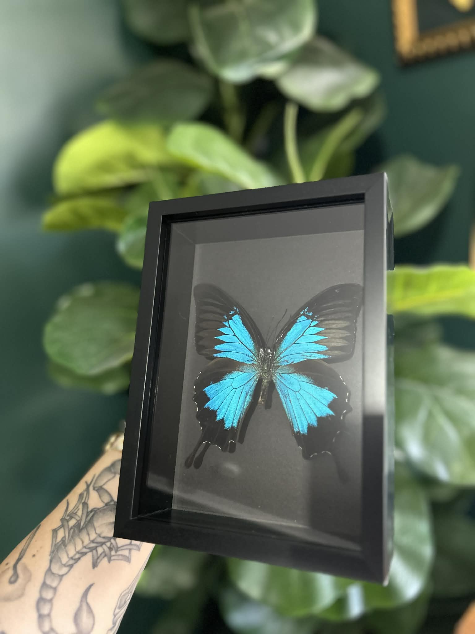 Blue Swallowtail Butterfly