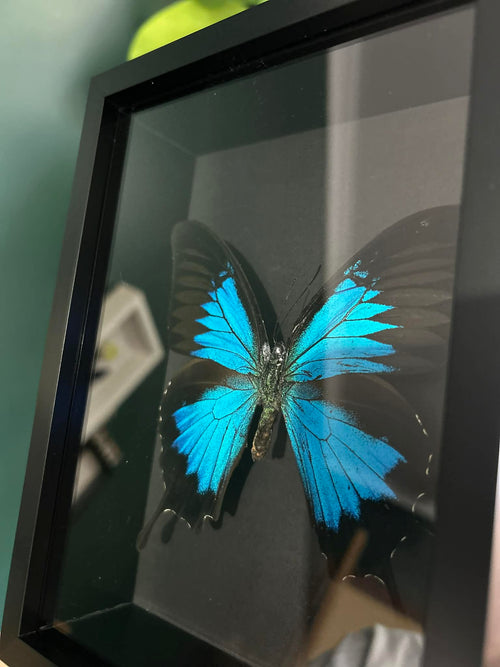 Blue Swallowtail Butterfly