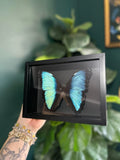 Blue Morpho Butterfly