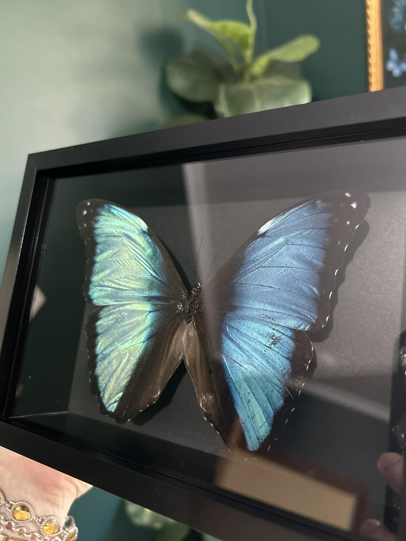 Blue Morpho Butterfly