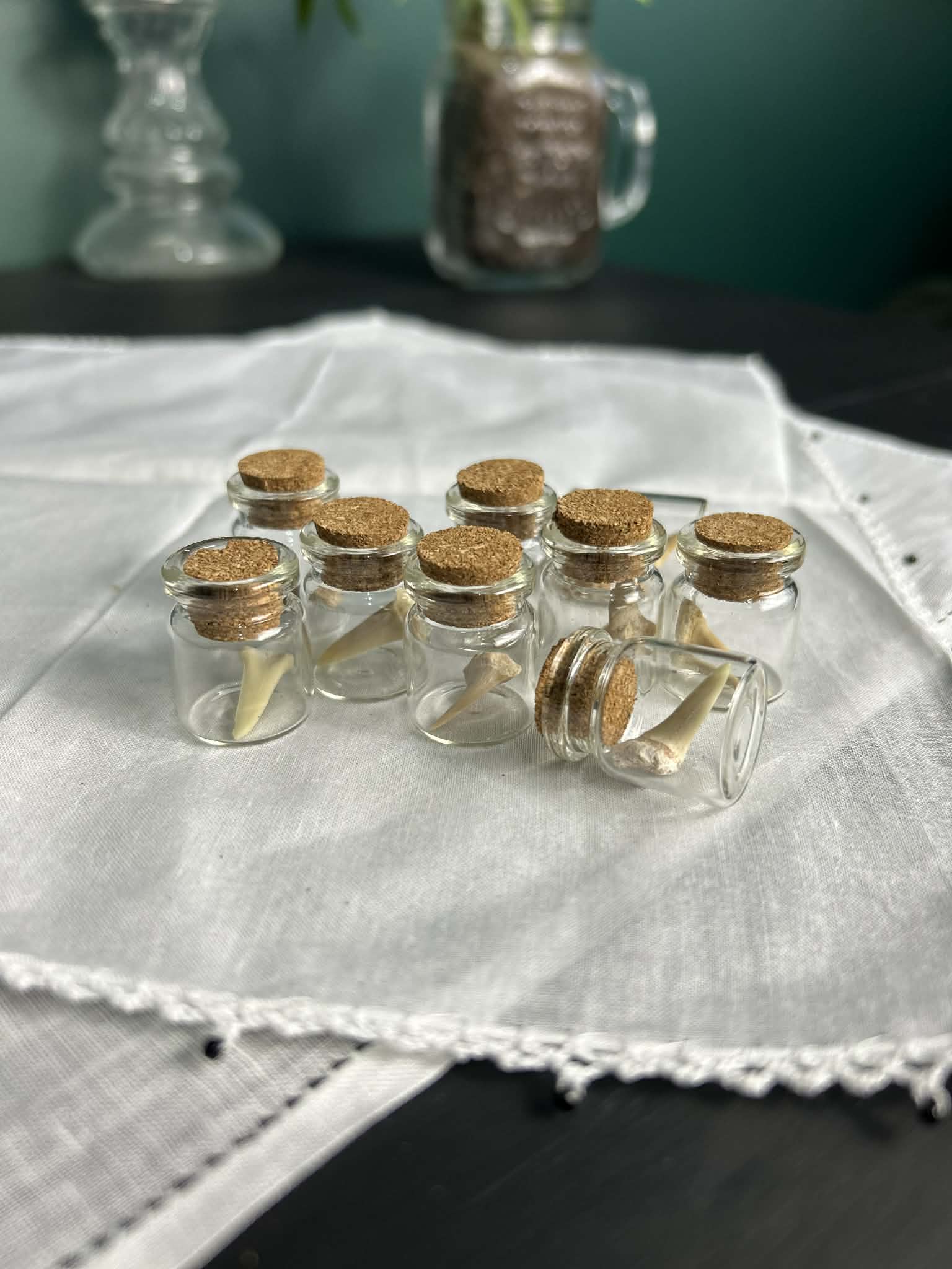 Shark Tooth Jar