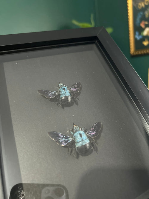 Blue Carpenter Bee Pair