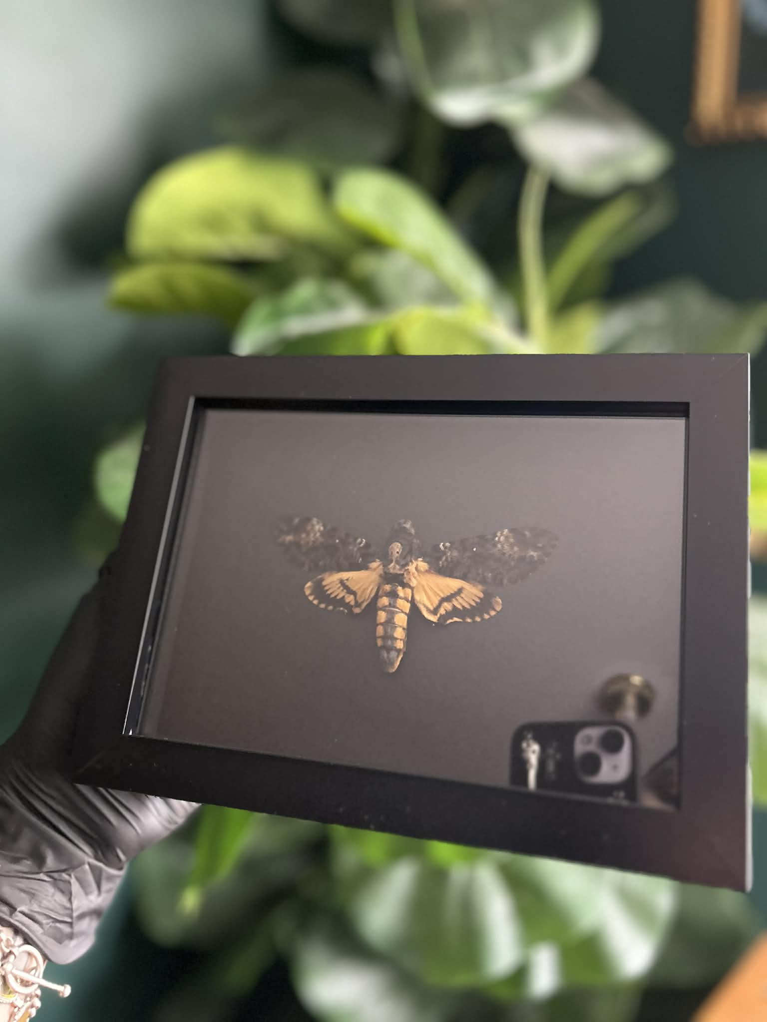 Death’s-head Hawk Moth