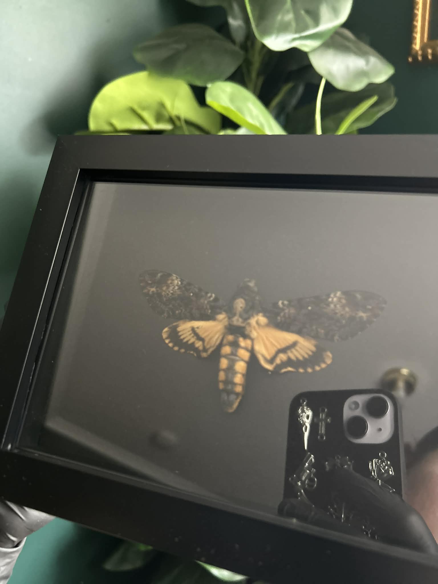 Death’s-head Hawk Moth